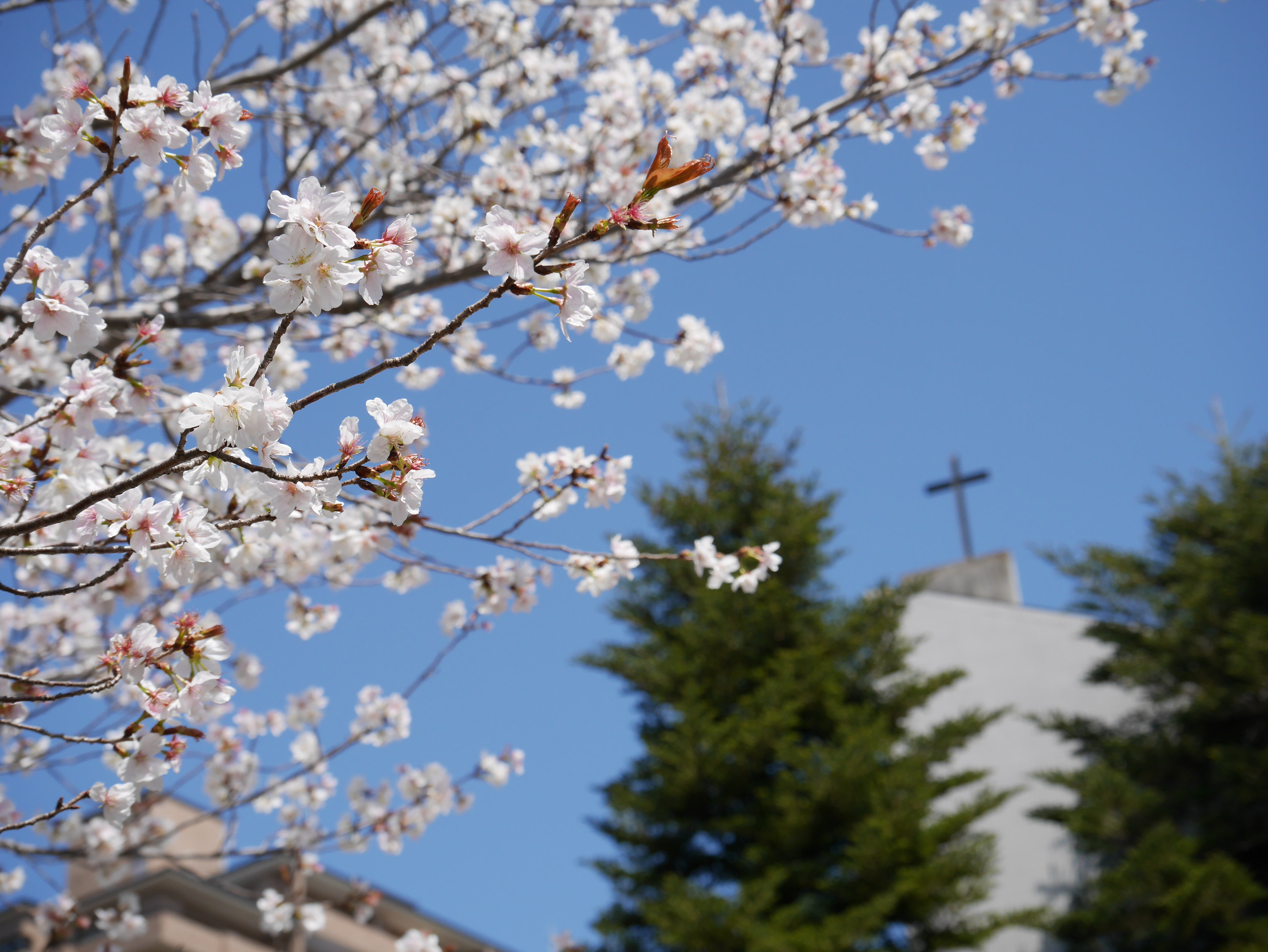 桜とチャペル